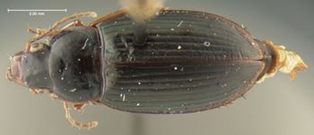 Media type: image;   Entomology 34663 Aspect: habitus dorsal view